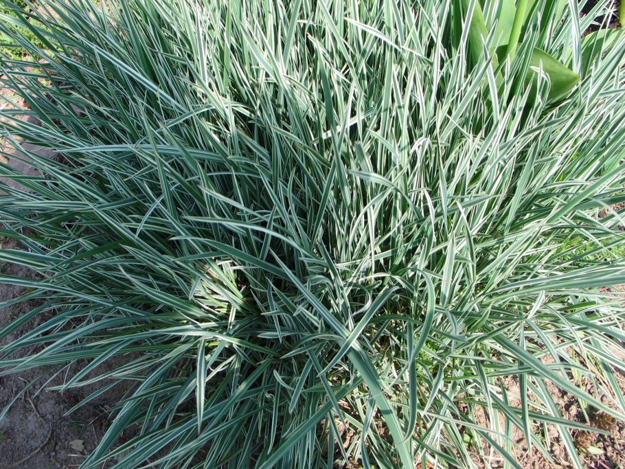 Бухарник шерстистый