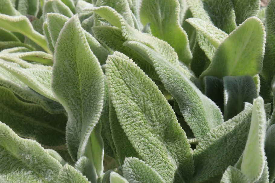 Бухарник шерстистый