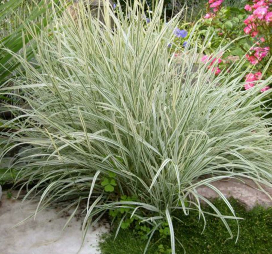 Райграс бульбоносный Вариегата