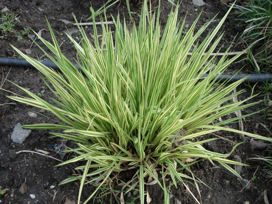 Молиния голубая Вариегата