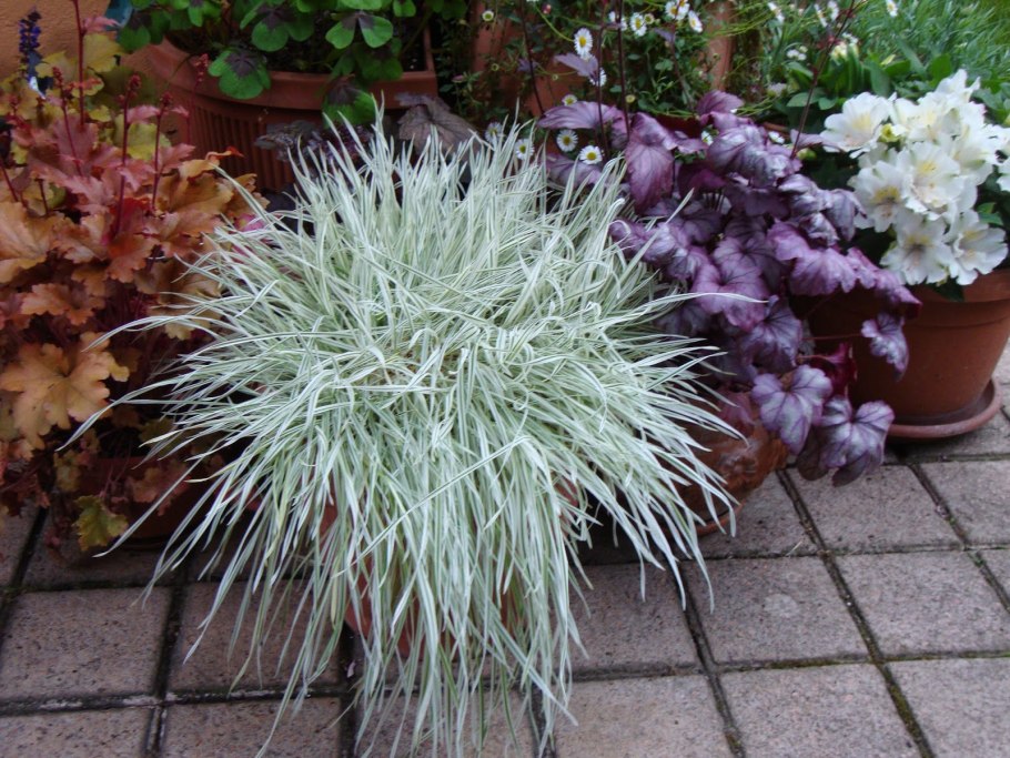 Бухарник мягкий Albovariegatus