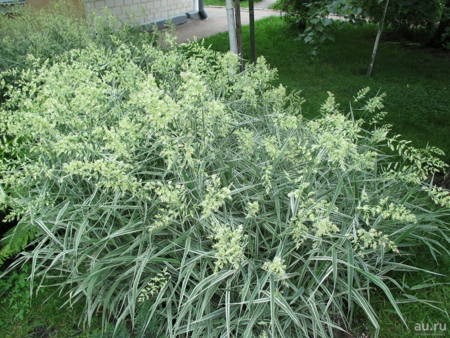 Мискантус кратер