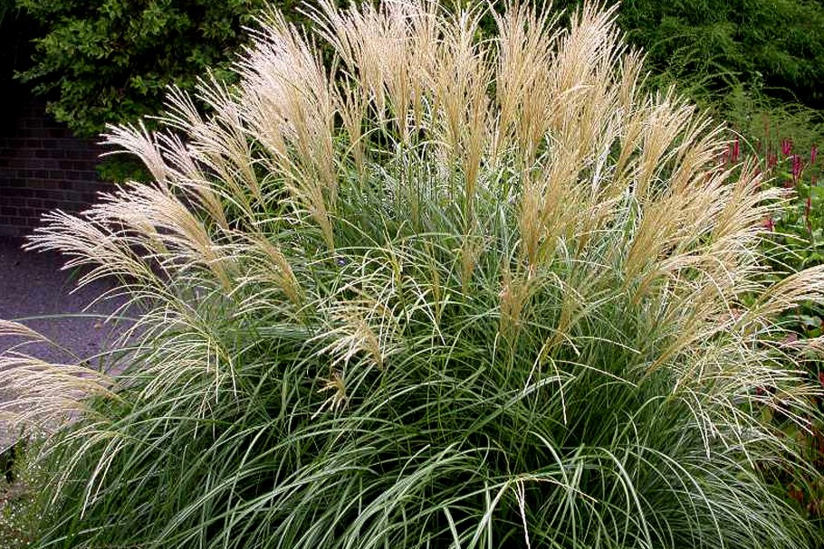 Пеннисетум Гамельн