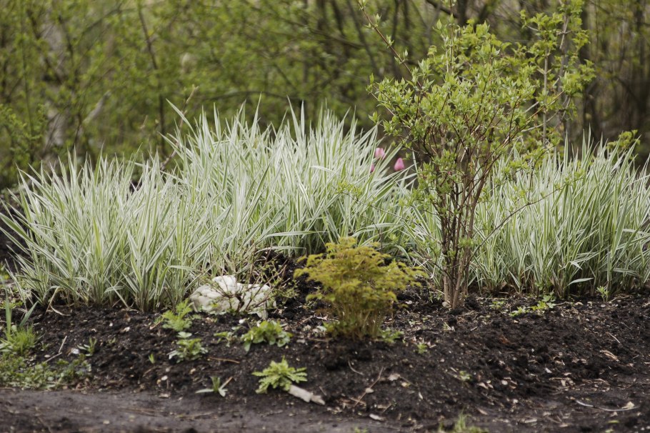 Осока Вариегата