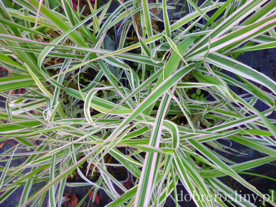 Канареечник тростниковый фалярис