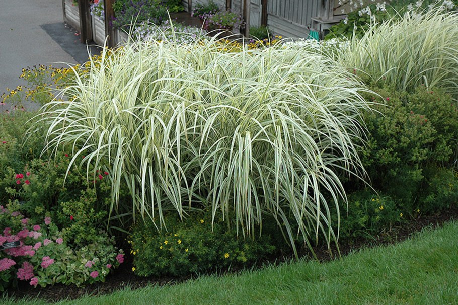 Miscanthus sinensis variegatus