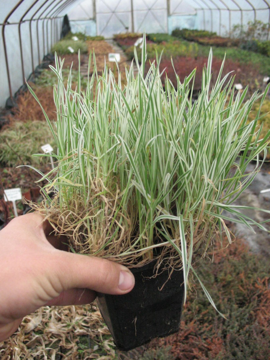 Фалярис желтоокаймленный Лютеопикта