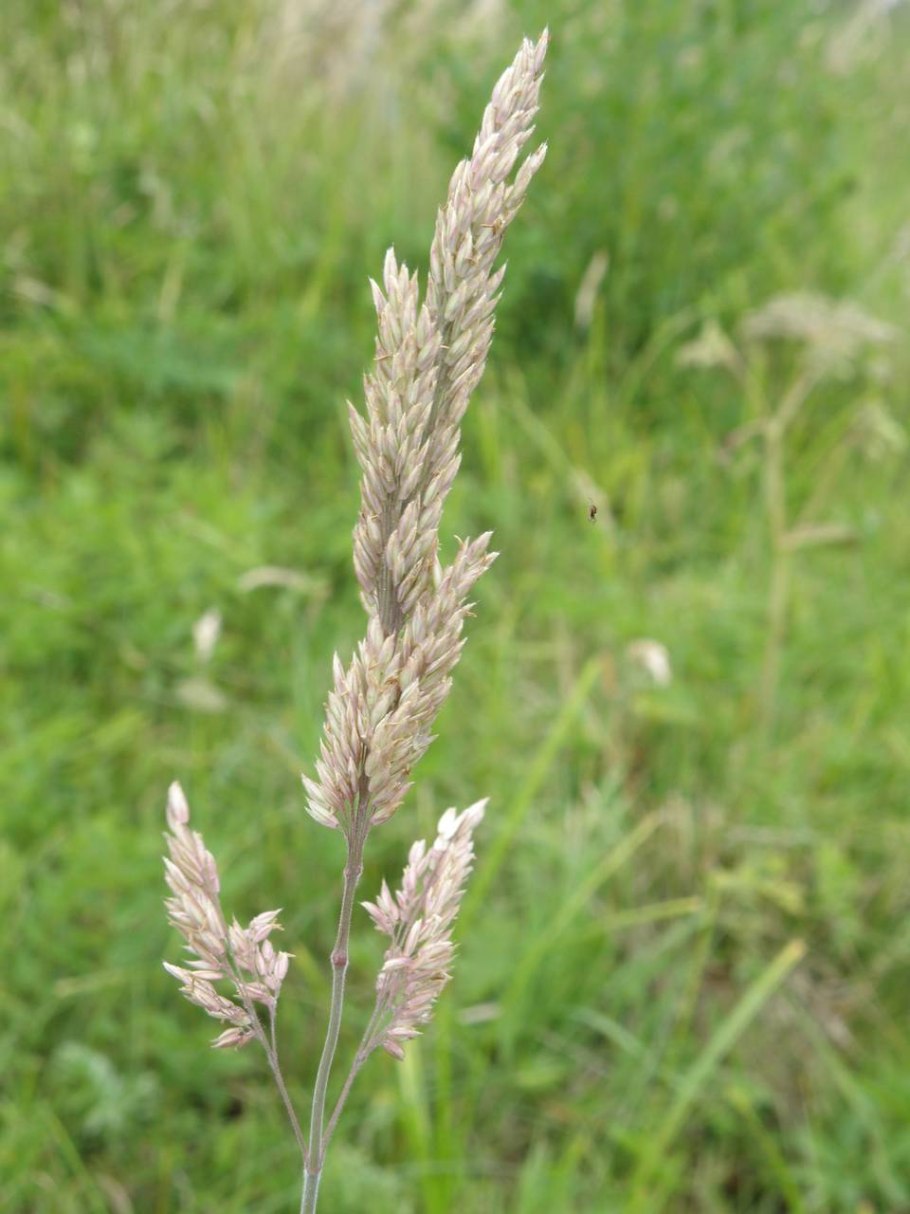 Трава бухарник шерстистый