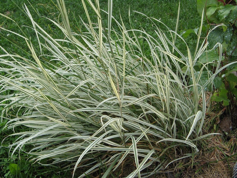 Канареечник Канарский (фалярис тростниковый)