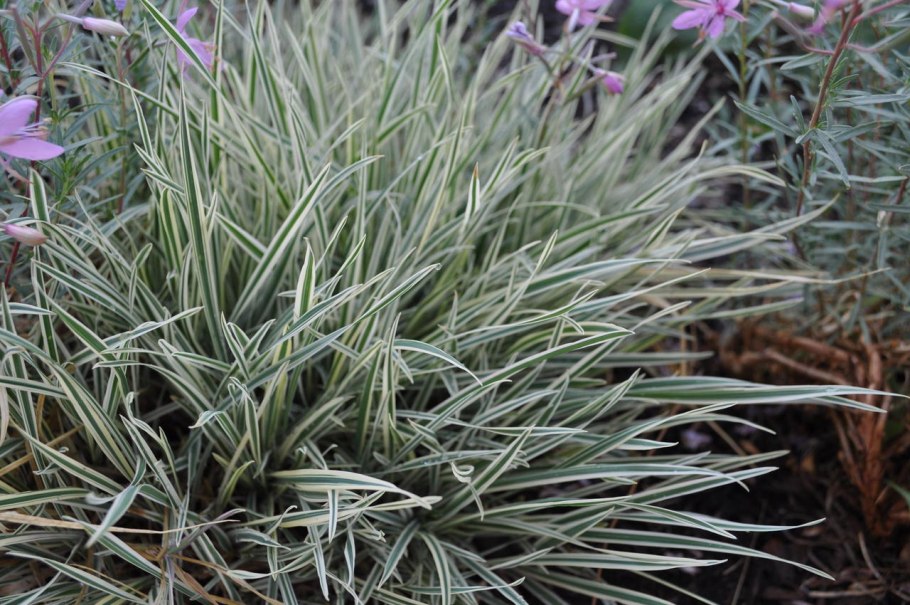 Райграс бульбоносный (Arrhenatherum bulbosum)