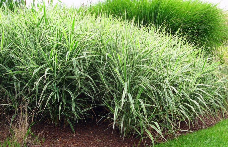 Мискантус Miscanthus sinensis morning Light