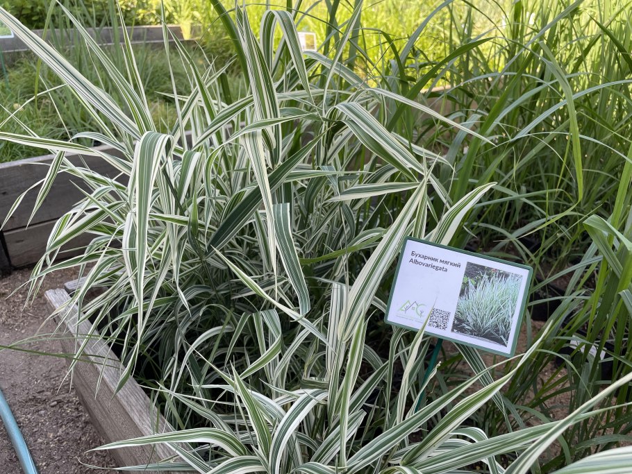 Фалярис Канарский