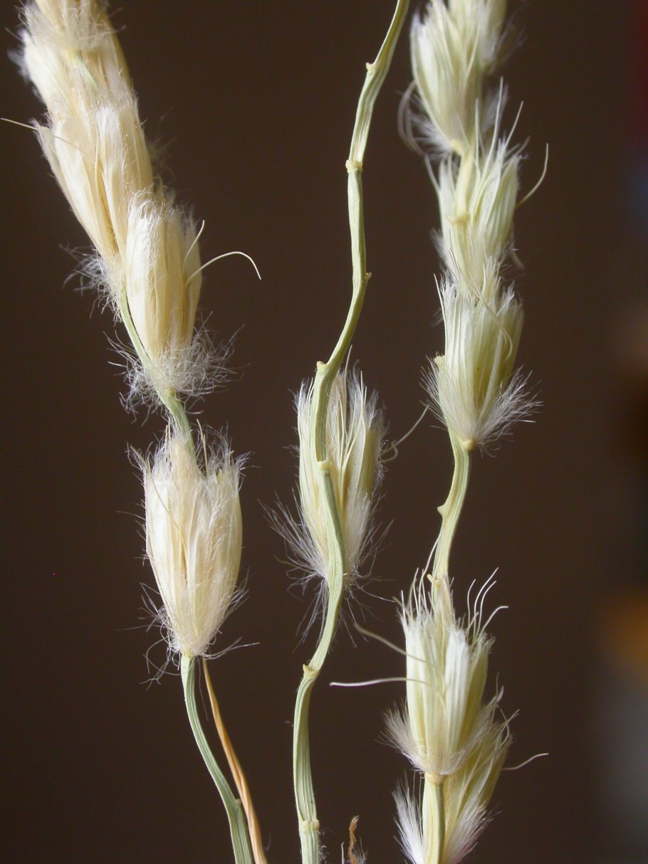 Райграс бульбоносный