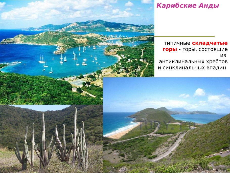 Растения цветущие один раз в жизни