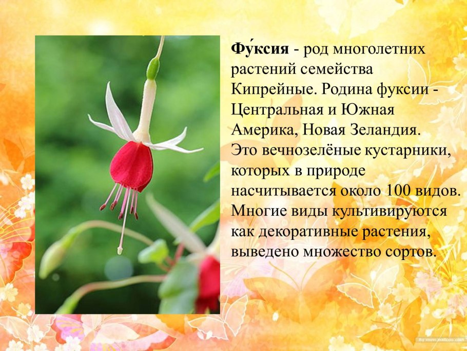 Пантанал растения