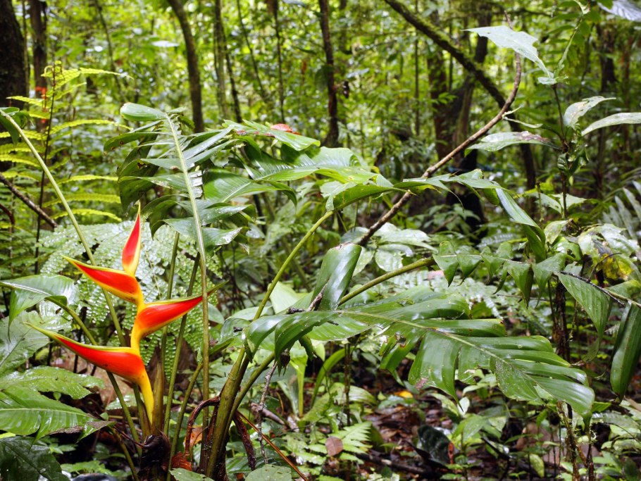 Растительный и животный мир