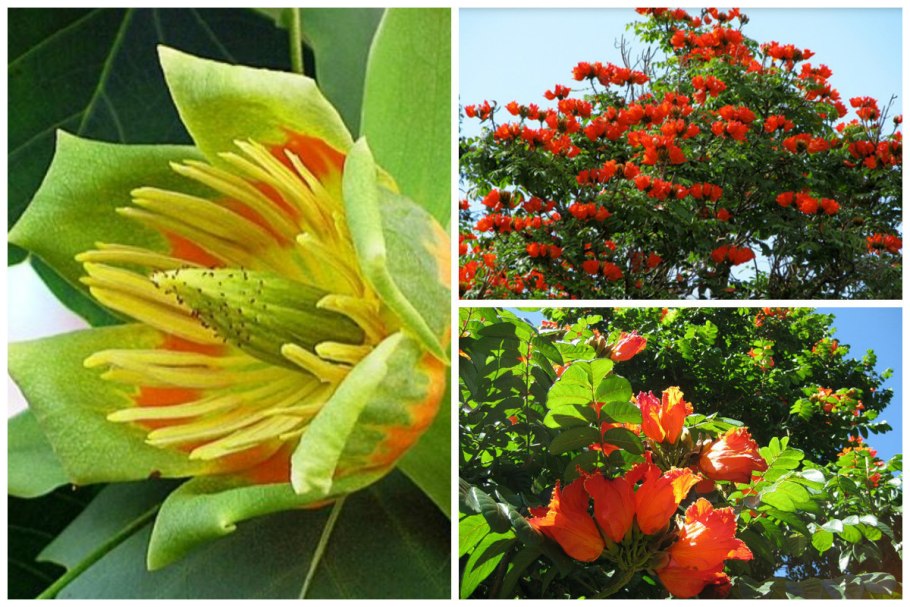 Психотрия возвышенная (Psychotria elata)