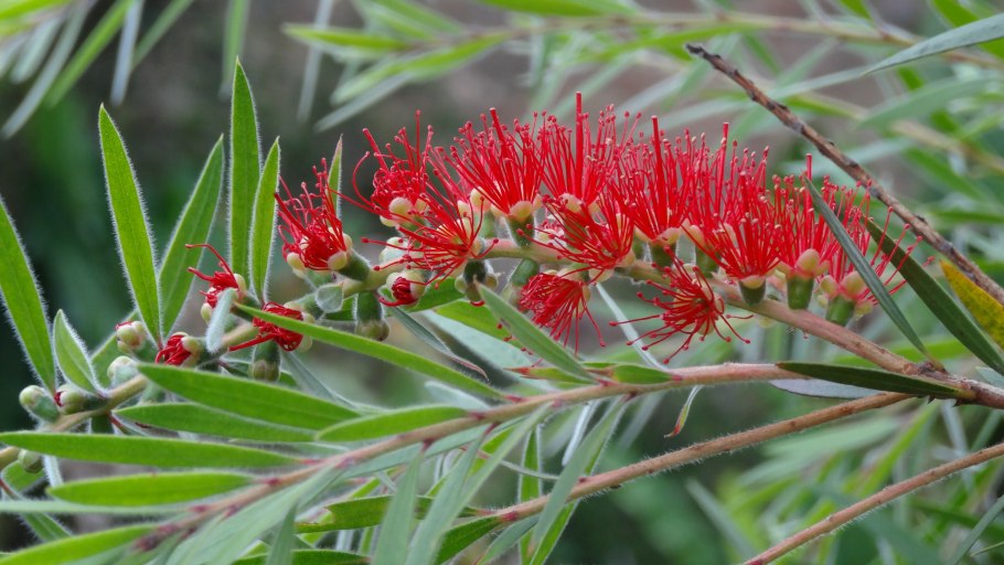 Растительный мир влажных экваториальных лесов Африки