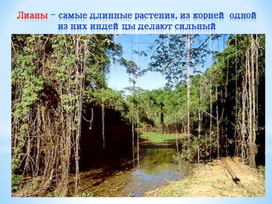 Самое длинное растение