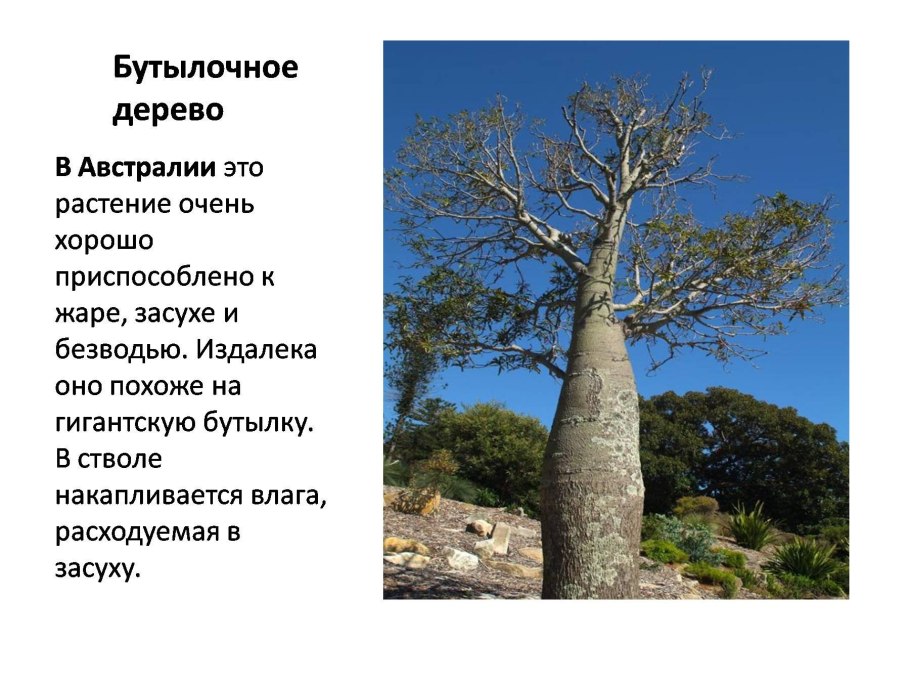 Растения Крыма занесенные в красную книгу