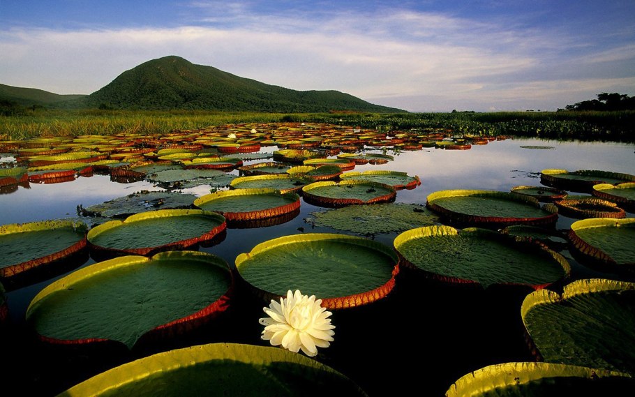 Пантанал Южная Америка