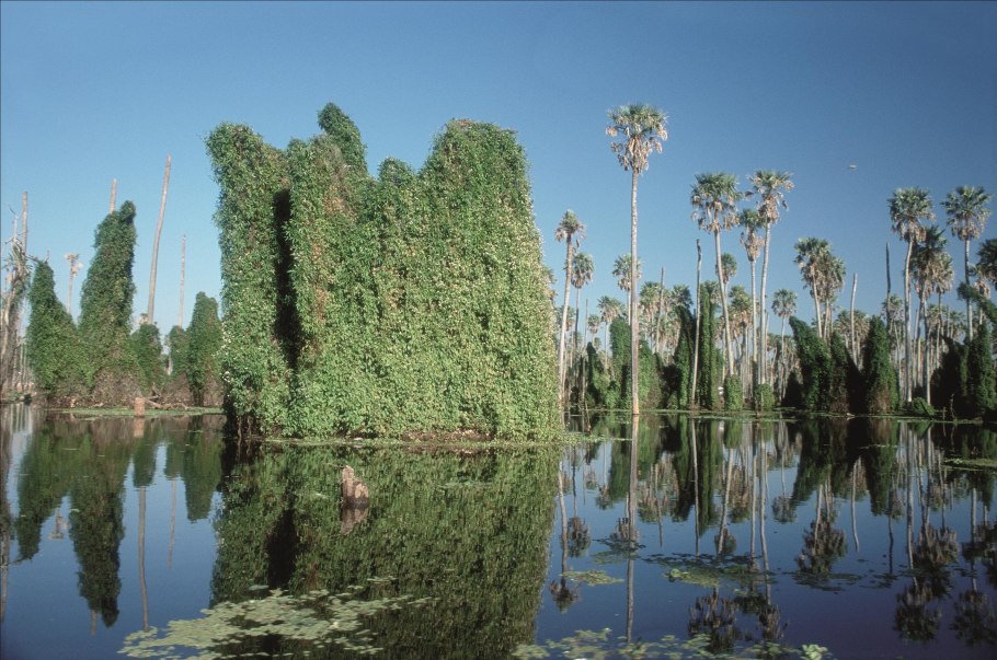 Растительность влажных экваториальных лесов Африки