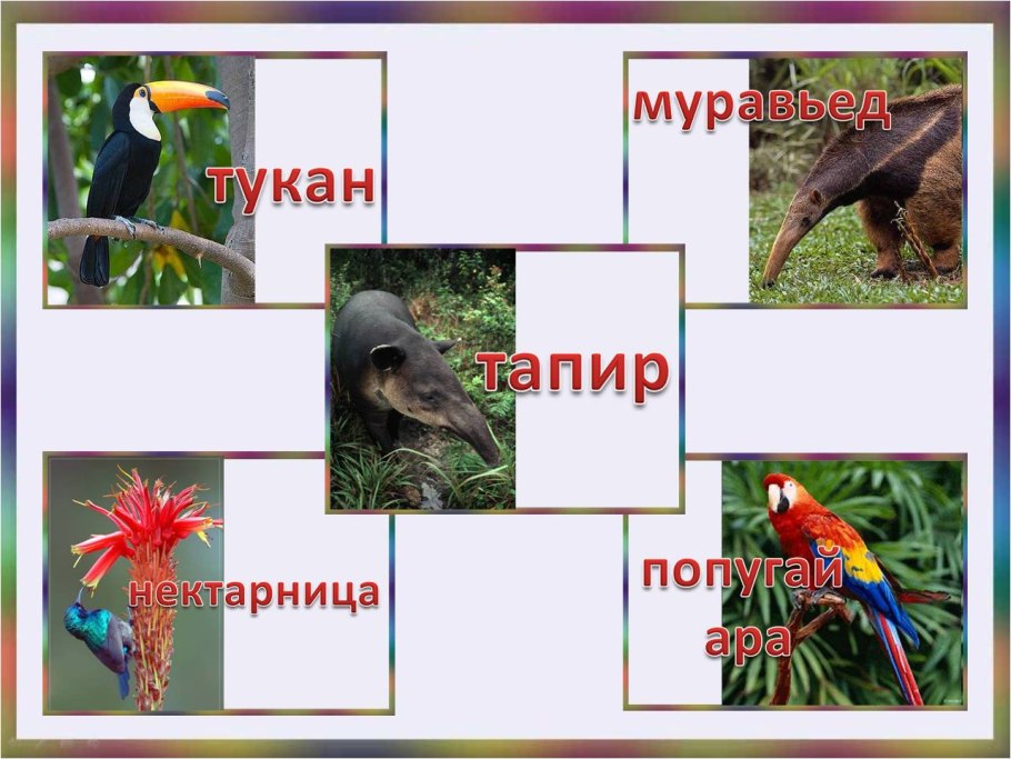 Представители Флоры и фауны Южной Америки