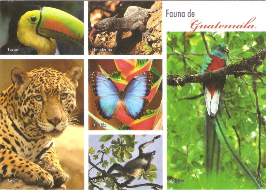 Гибискус Южный цветок