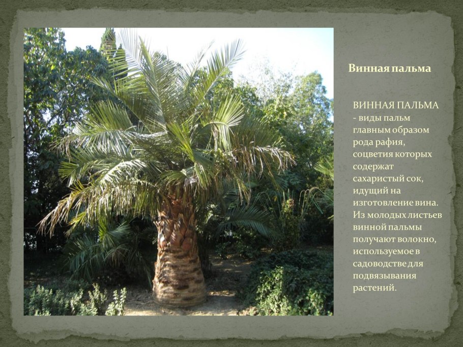 Драконовые деревья на острове Сокотра