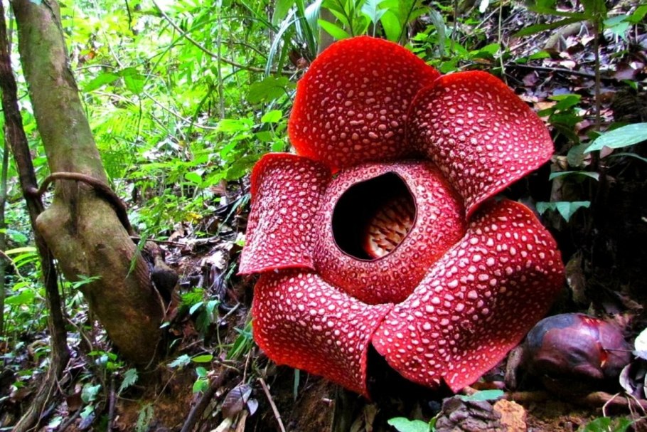 Растения Северной Америки список