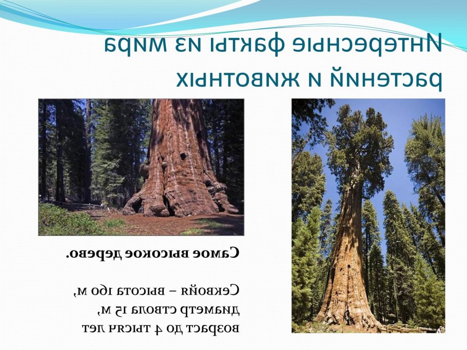 Растительность влажных экваториальных лесов Южной Америки таблица