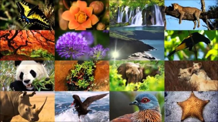 Дождевые леса Австралии