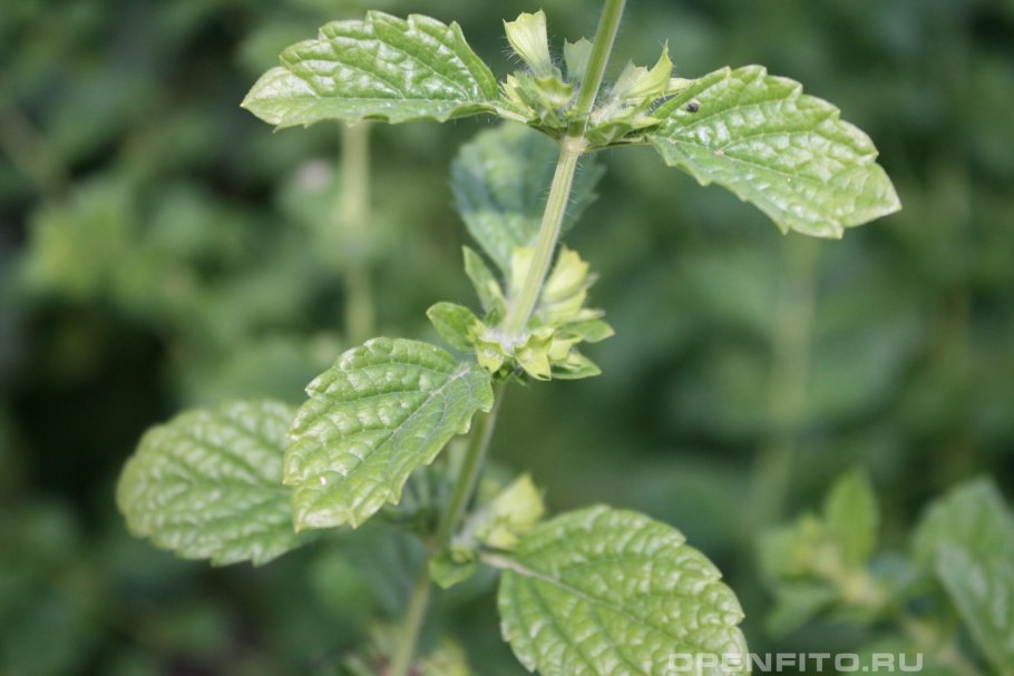 Мелисса Lemon Balm