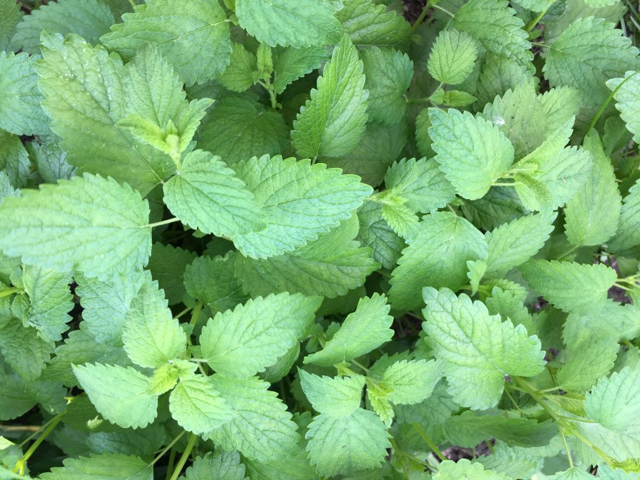 Melissa officinalis l