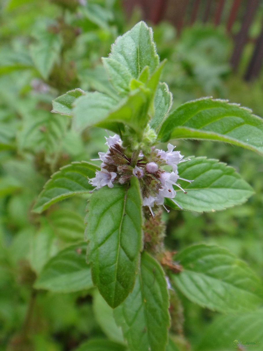 Мелисса лимонная (Melissa officinalis
