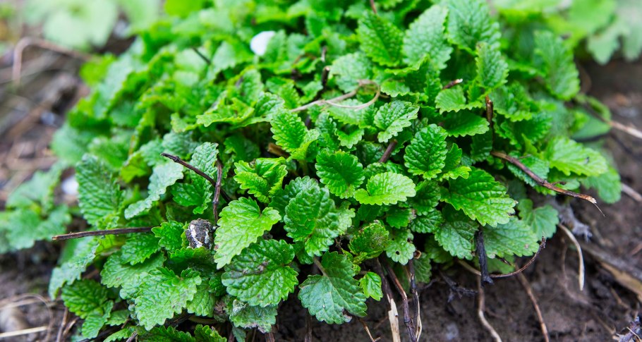 Мелисса лекарственная (Melissa officinalis)