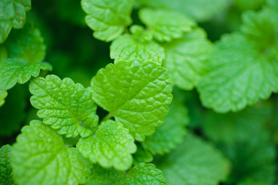 Мелисса лекарственная (Melissa officinalis)