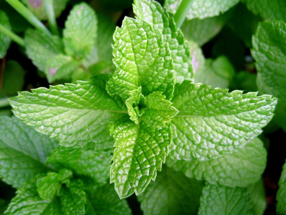 Мята перечная (Mentha piperita)