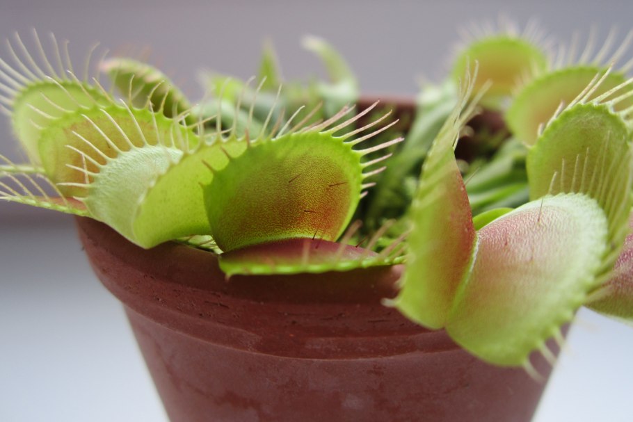 Венерина мухоловка Dionaea