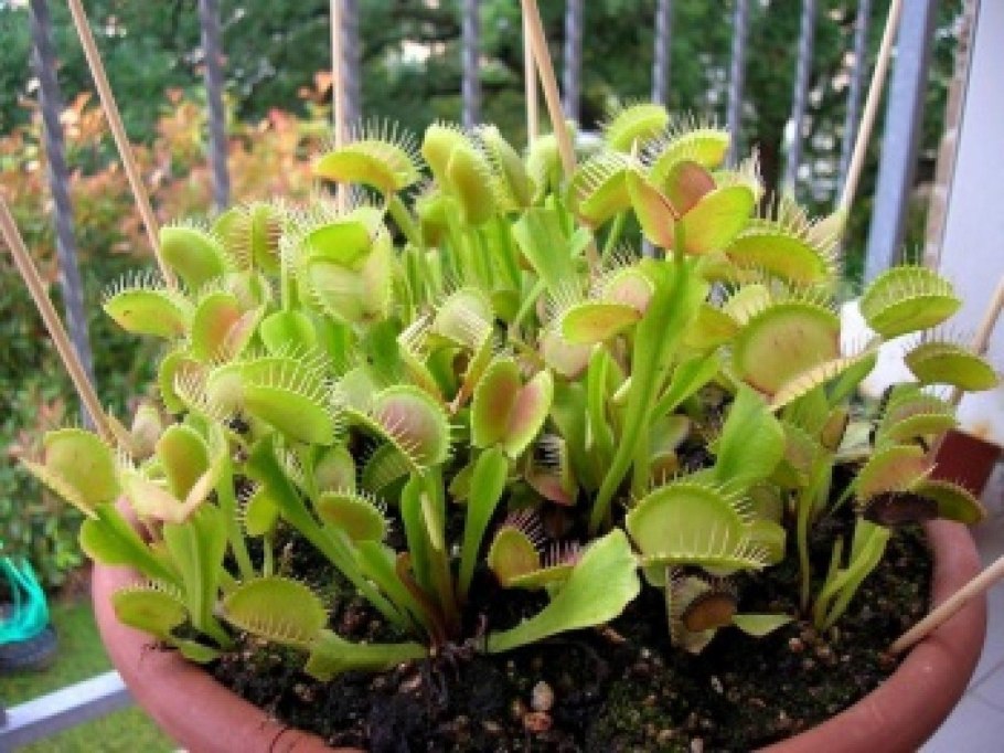 Мухоловка Венерина мухоловка