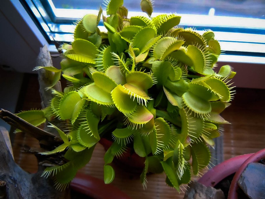 Дионея мухоловка