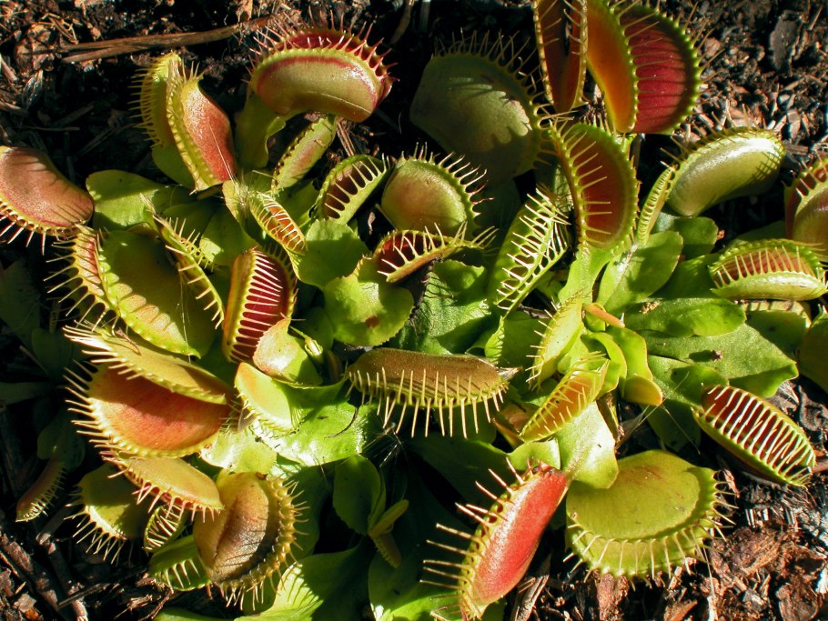 Венерина мухоловка