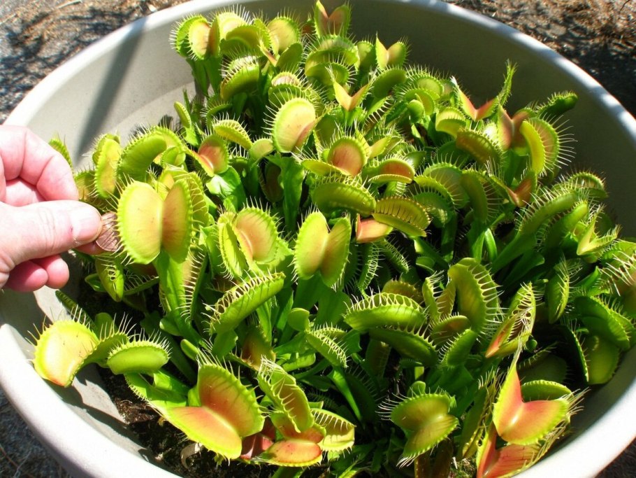 Венерина мухоловка Dionaea