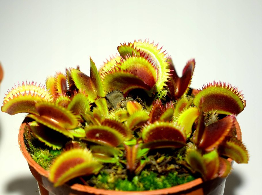 Венерина мухоловка