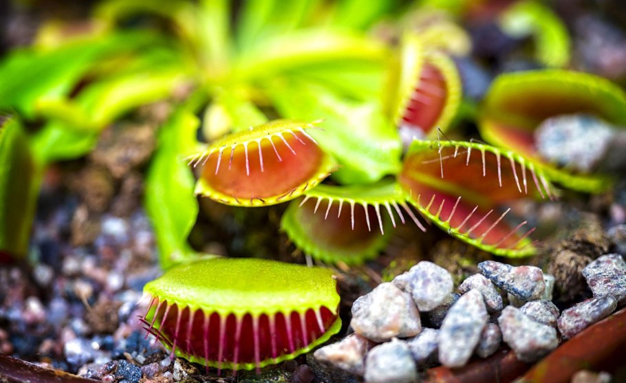 Растение Венерина мухоловка