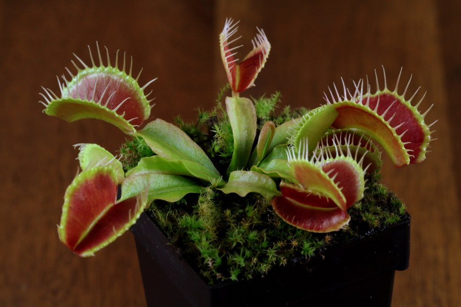 Дионея мухоловка