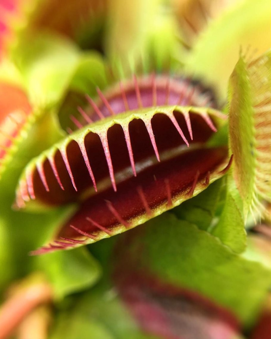 Венерина мухоловка Dionaea