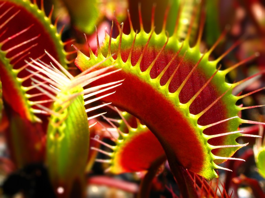 Цветок хищник Венерина мухоловка