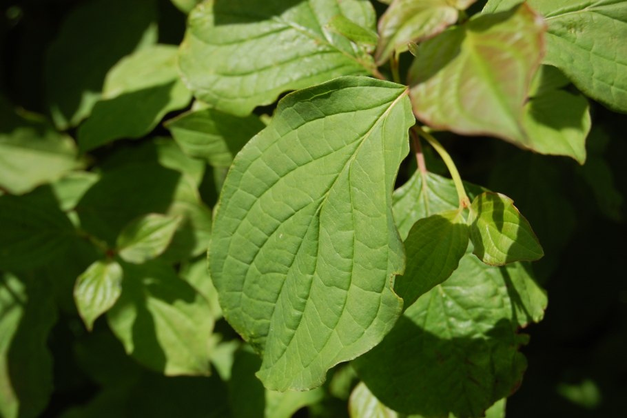 Дерен кроваво-красный Мидвинтер Файер