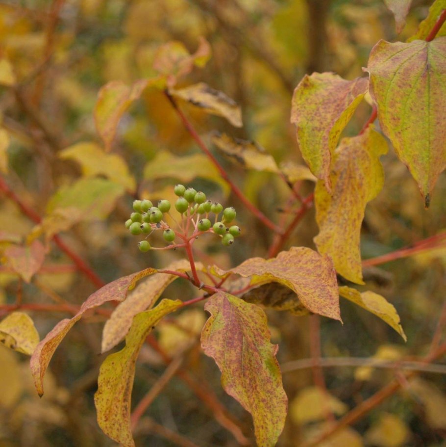 Дерен кроваво-красный (Cornus sanguinea)